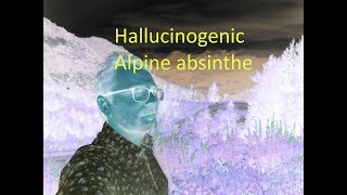 How to make Hallucinogenic alpine absinthe [upl. by Stefania]