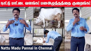 Cow Farming in Tamilnadu  நாட்டு மாட்டை வளங்க மனஅழுத்தத்தை குறைங்க Moravasal  Native Breed Cows [upl. by Atilehs220]