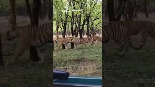 Tigress amp 3 cubs ranthambore wildlife yt ranthamboretigersafari tiger animals shorts bigcat [upl. by Attenev481]