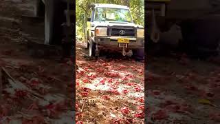 Customized quotCrabSafequot car slowly drives through red crabs migrating on Christmas Island shorts [upl. by Merill312]