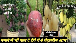 दुनिया की 04 सबसे बेहतरीन आम की प्रजाति को इस मानसून जरूर लगाएं best mango plants [upl. by Hoy771]