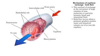 Mechanisms of capillary exchange transcytosis amp bulk flow [upl. by Ihc]