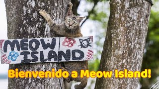 Descubre Meow Island El Paraíso Secreto para los Amantes de los Gatos 🐱🏝️ [upl. by Ahselrak]