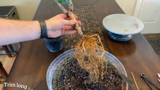 Dracaena ‘Janet Craig’ Compacta bonsai repotting and root pruning March 2021 [upl. by Ennirok]