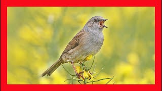 Dunnock Song Dunnock Call Dunnock Sound  Acentor Común Canto  Prunella Modularis [upl. by Ihab]