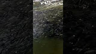 Flock of fish popular fishing birdfight automobile wildlifefight extremesports memes [upl. by Caleb559]