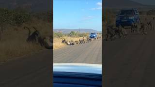 The leopard recklessly attacked more than 50 baboonsshots shortvideo shorts [upl. by Annabal78]