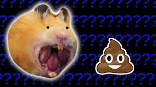 Why Hamsters Eat Their Own Poop [upl. by Hafirahs]