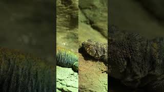 Uromastyx [upl. by Arrio]