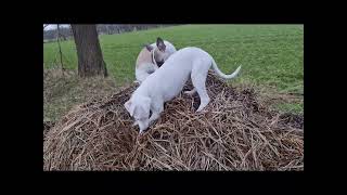 whirlwind of whippets  whippet puppies every day a new adventure [upl. by Phares]