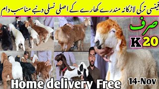 Hussain goat and sheep farm visit latest update 14Novfancy Turkey larkana Mundra dumbbe 🌹❤️😱🔥 [upl. by Sakul526]