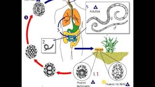 Micro Biologia NEMATODES  Generalidades y Ciclos [upl. by Kiel59]