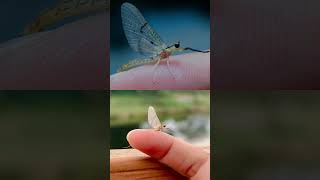 The Giant Mayfly foryou insects knowledge butterfly macrophotography [upl. by Black]