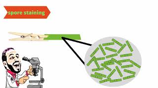 Microbiology spore staining صبغ الجراثيم [upl. by Audy]