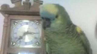 One of the best speaking Blue Front Amazon Parrots [upl. by Row]