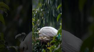 peahen nature birds animals [upl. by Ttegdirb]