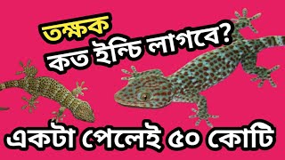 কত ইঞ্চি মুরগির পা তক্ষক হলে চলবে।। মুরগির পা তক্ষক এর দাম কত।। murgipa tokkhok tokkor gecko [upl. by Oster]