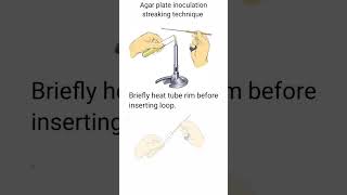 Lab technician agar plate inoculation streaking technique [upl. by Alfreda888]