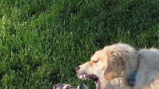 real dog fight golden retriever [upl. by Noswal512]