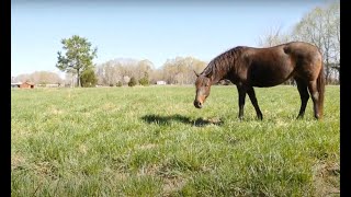 Introduction to Equine Dry Lots [upl. by Consolata]