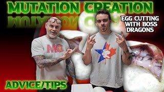 Egg cutting with Billy and Austin from Mutation Creation  informative advicetip [upl. by Kerrill]