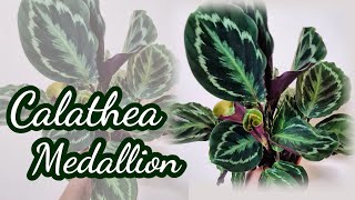 Calathea Medallion  Complete Care [upl. by Brandise327]