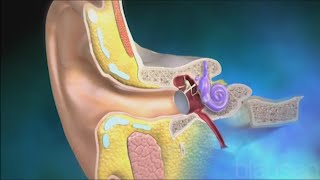 Utricle and Saccule balance and equillibrium [upl. by Leede]