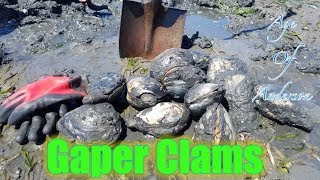 Digging and Cleaning Huge Gaper Clams [upl. by Isobel]