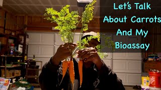 Bioassay Part 2  Restarting Plus Carrot Sampling bioassay soiltest composting inthesoil [upl. by Nela]