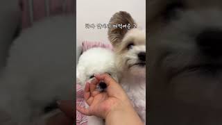 치고 빠지는 합 백점💯 망고하다 강아지자메 귀여운강아지 강아지쇼츠 cutedog dogshorts mangohada [upl. by Olnee]