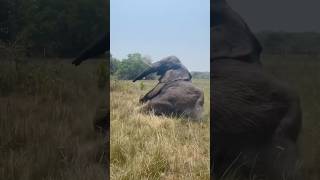 Man tap on elephant body and he falls down😮elephant trending viralshorts shorts [upl. by Durkee]