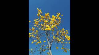 Yellow Tabebuia in full bloom photos taken from dawn day and dusk [upl. by Nylde]