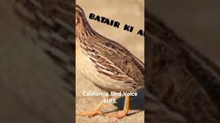 California Quail Bird Sound batairvoice birds animal sound [upl. by Dewhirst]