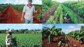 Características de una Finca de Cultivos Asociados  TvAgro por Juan Gonzalo Angel [upl. by Aicilegna]