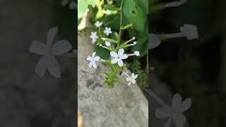 Plumbago zeylanica flowers [upl. by Augie]