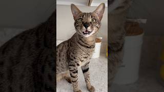 Cute Savannah Cat Meowing Nonstop cat savannahcat meow shorts [upl. by Reuben]