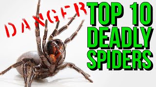 Top 10 MOST Venomous Spiders in the WORLD [upl. by Croydon]