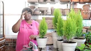 Lemon Cypress Topiary 🍋 DIY  Hydrangea Chlorosis Iron Treatment  Watering  Garden Queen [upl. by Nosro]