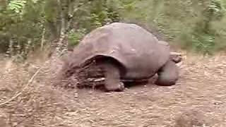 Galapagos Tortoise Walking [upl. by Rehc]