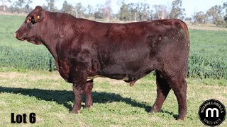 Lot 06 Weebollabolla Trutest AGFT168 PRLW [upl. by Gerdy]