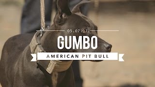 GUMBO AN AMAZING AMERICAN PIT BULL TERRIER [upl. by Ardnuat]