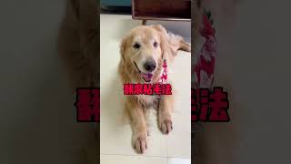 Unexpectedly the dog finally did something human today Fu Shu Liang Cute Pet Rescue Nose and Nos [upl. by Absalom]