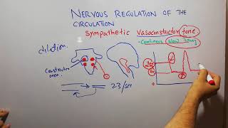 CVS physiology 115 Sympathetic Vasoconstrictor tone vasomotor center vasoconstrictor area [upl. by Adilem]