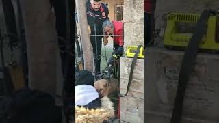 KÖPEK KURTARMA İTFAİYE 🐕👩‍🚒🚒kesfet keşfetbeniöneçıkar fireworks hayvansever hayvanlaralemi [upl. by Ardra568]