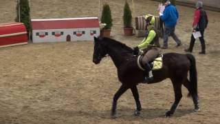 Trakehner Winter CC Trophy 2017 in Fehraltorf [upl. by Ennairam]