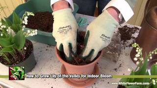 How to Grow LilyoftheValley Indoors  White Flower Farm [upl. by Earahc]