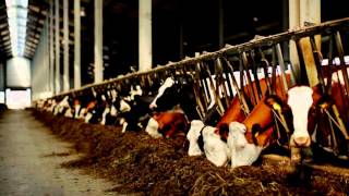 Bird Control for Dairy Barns and Livestock [upl. by Lidia]