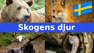 Skogens Djur  Namn och Läten  Svenska  För Barn [upl. by Nadeau897]