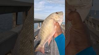 Catching Mutton Snapper on Gruntfishing fishfloridakeys [upl. by Suqram687]