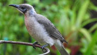 Little Friarbird call [upl. by Corenda968]